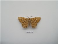 藏品(尺蛾213)的圖片